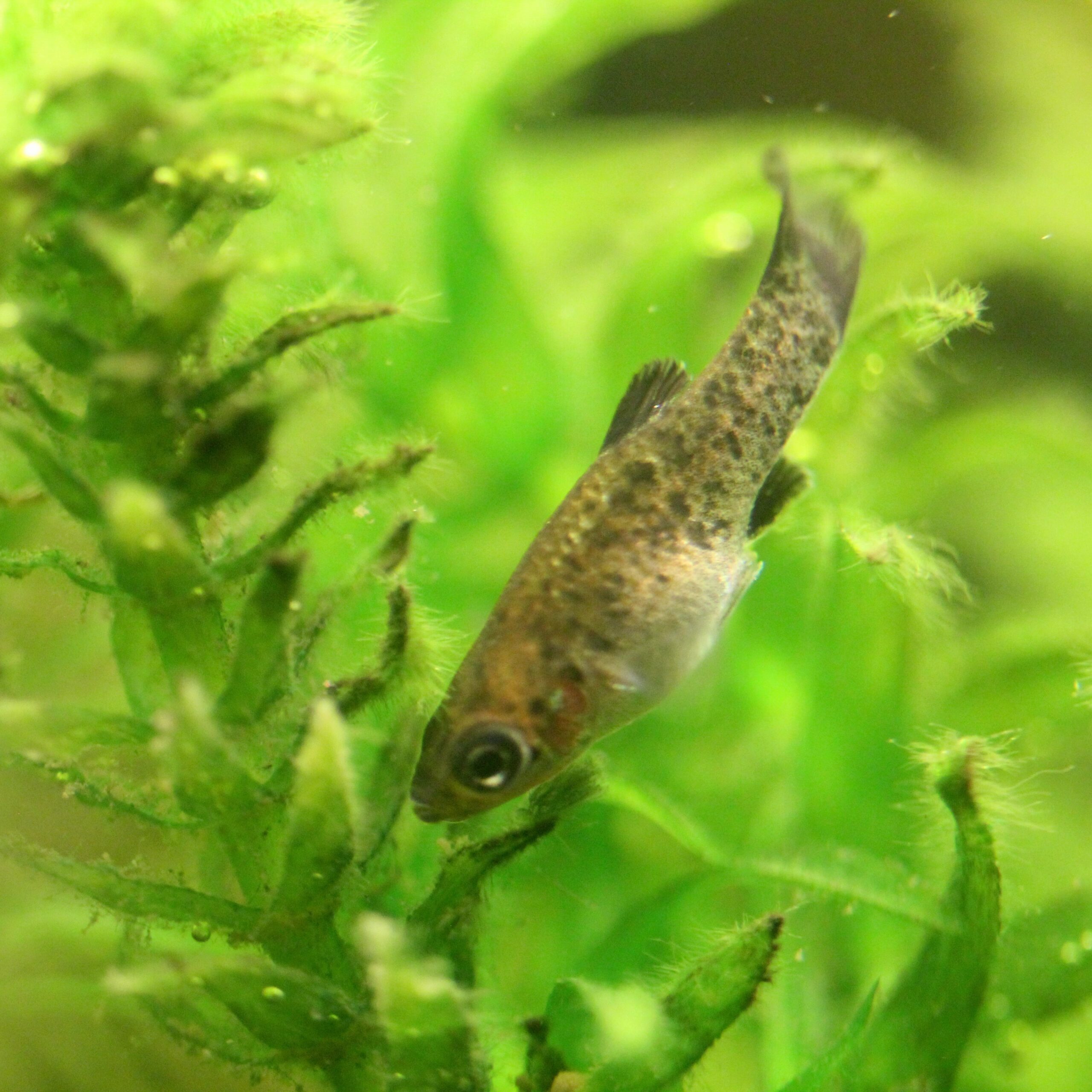 Bild eines Fisches