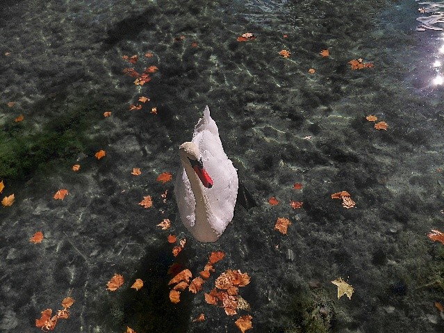 Schwan im See